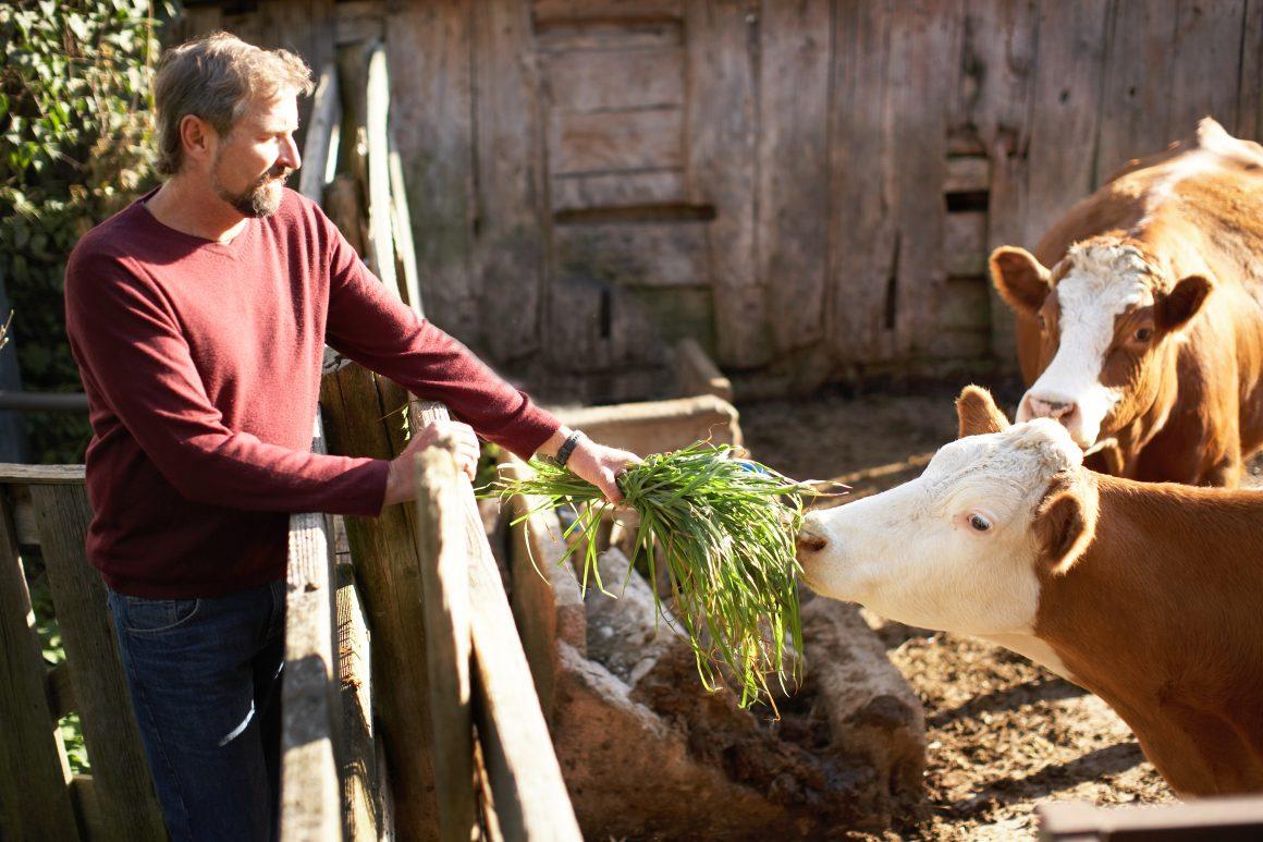 ontario farmer feeding cows long grass