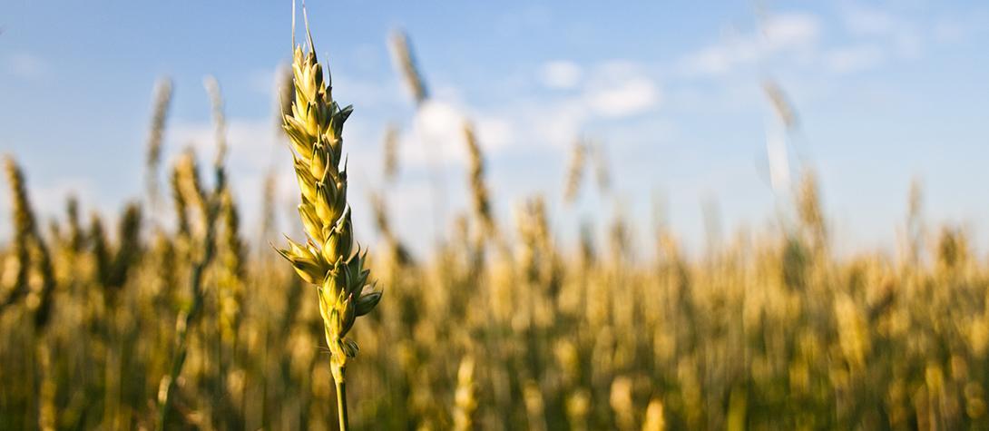 field of wheat, close up of one stalk
