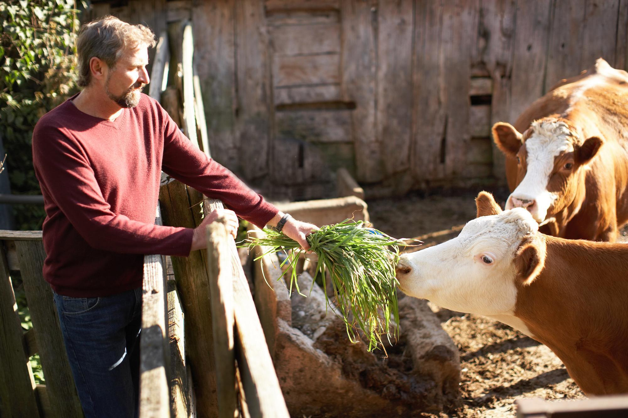 farmer feeding cows grass