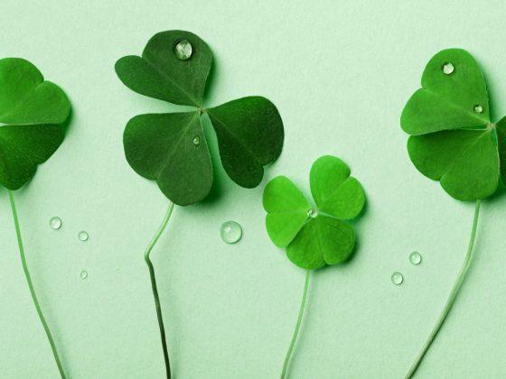 green background with 4 clovers and dew drops