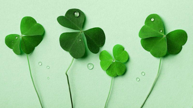 green background with 4 clovers and dew drops