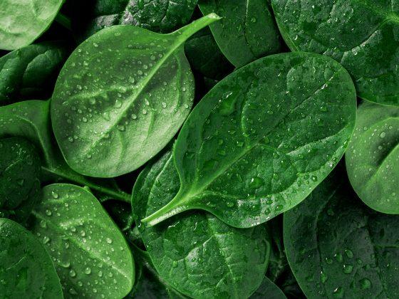 Macro photography of fresh spinach