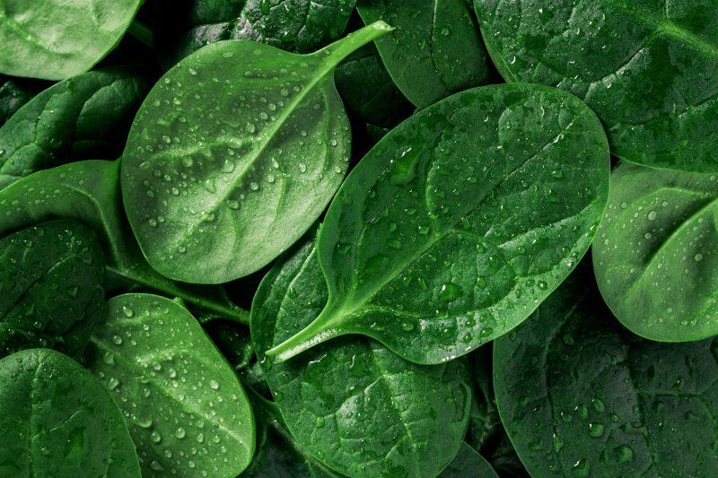 Macro photography of fresh spinach