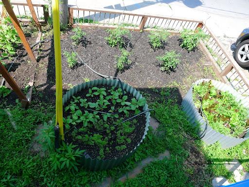 Close up of plants featured in RFRK garden