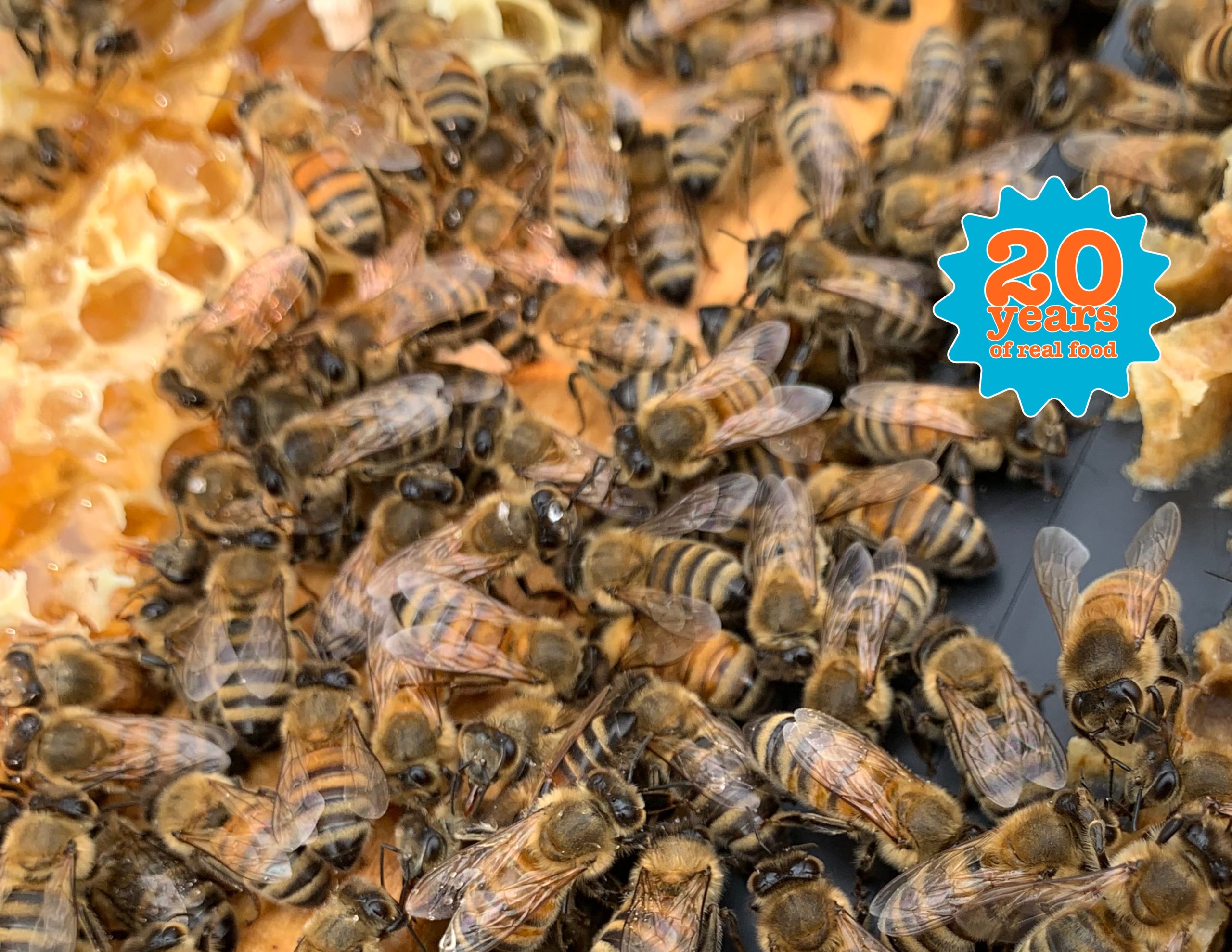 Close up of a group of bees featuring RFRK 20 years celebration badge
