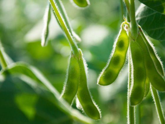 Young green pods of varietal soybeans on a plant stem in a soybean field during the active growth of crops. Selective Focus.