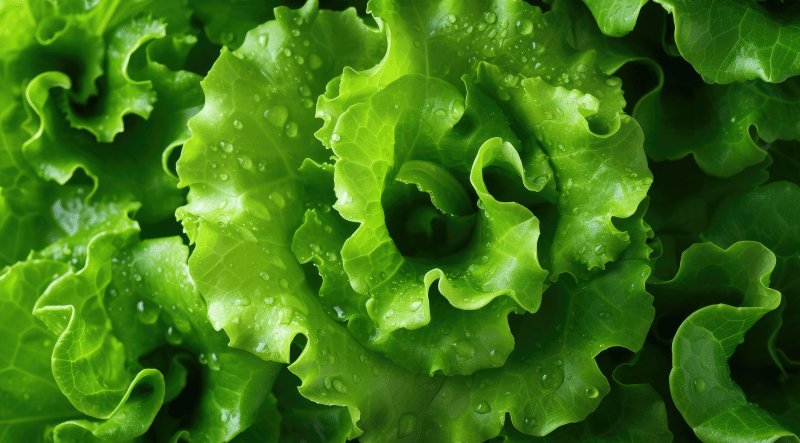 close up swirly leafy green lettuce head with water droplets