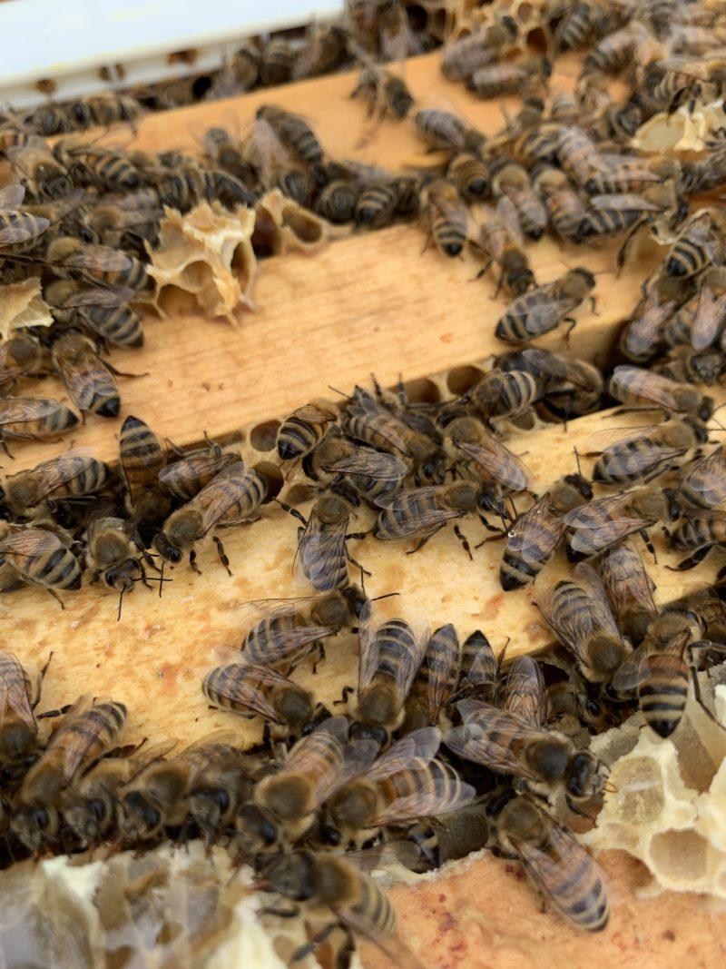 urban honey bee hives at real food for real kids in downtown toronto