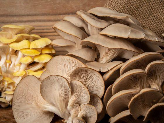 a variety of oyster mushrooms in from of brown blackground