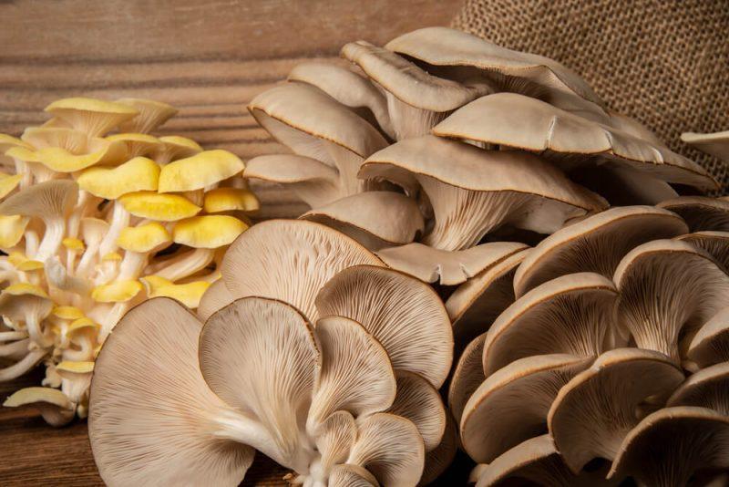 a variety of oyster mushrooms in from of brown blackground