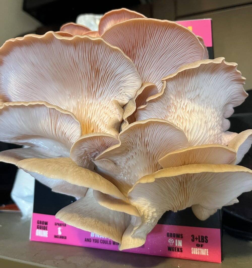 nature lions pink oyster mushroom grow kit close up post growth with lots of pink oyster mushrooms