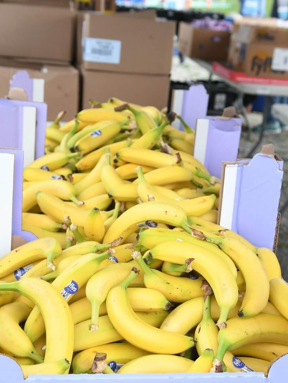 large pile of bananas on top of purple boxes to be donated