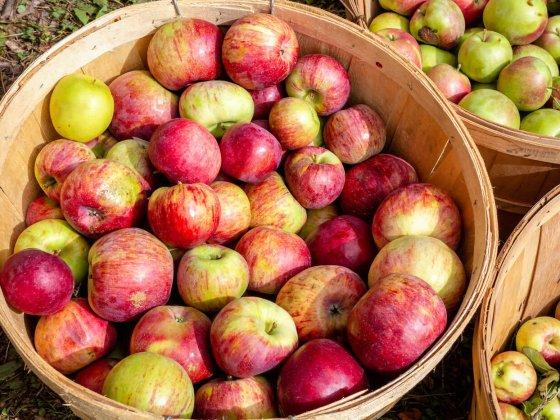 a basket of apples with two baskets of different apples towards the right of the main basket