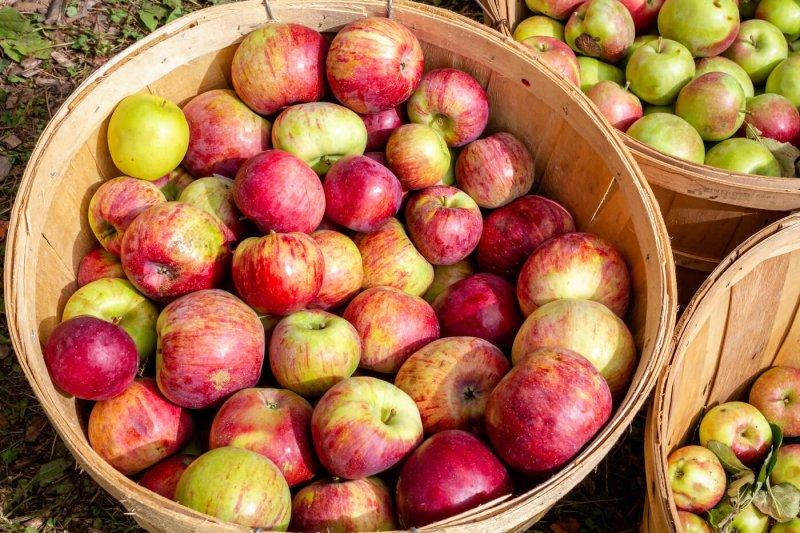 a basket of apples with two baskets of different apples towards the right of the main basket