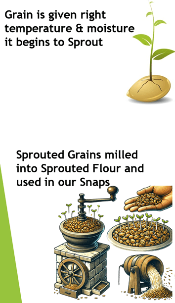 shasha sprouted grains! 1 shasha grain graphic 2
