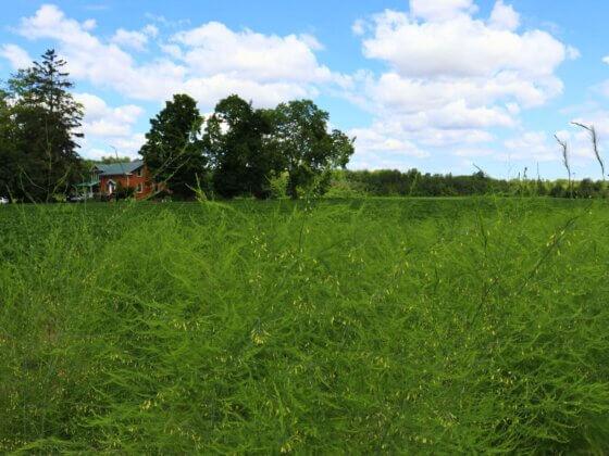 image of farm field at barrie's asparagus in cambridge ontario
