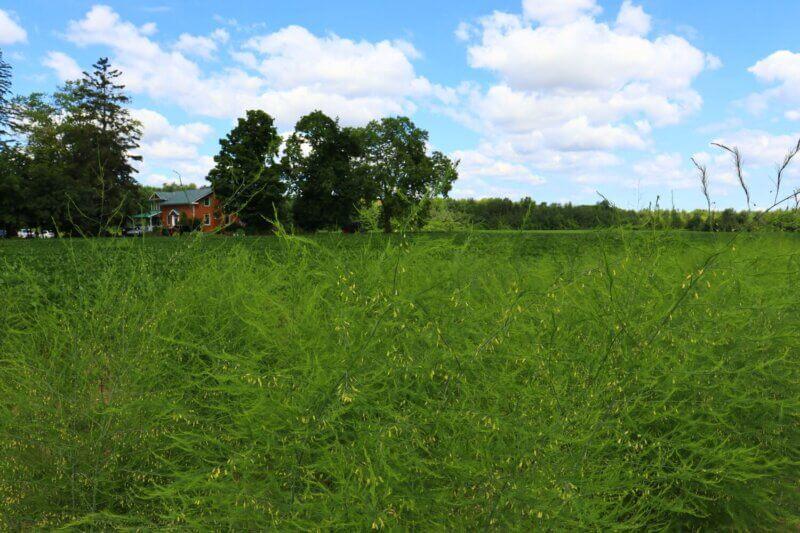 image of farm field at barrie's asparagus in cambridge ontario