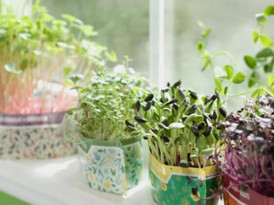close up of micogreens growing in their kits by the window