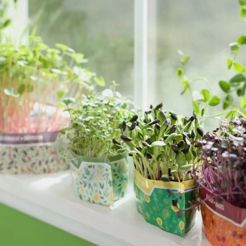 close up of micogreens growing in their kits by the window