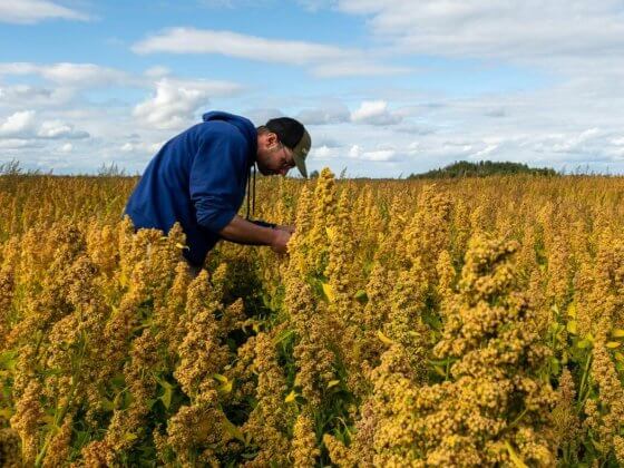man tending to quinoa farm in Quebec with blue sky and clouds in background