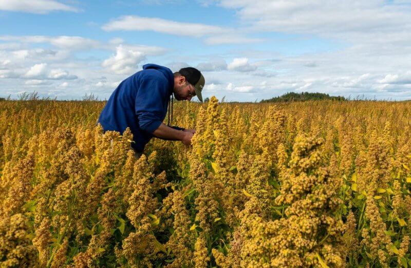 man tending to quinoa farm in Quebec with blue sky and clouds in background