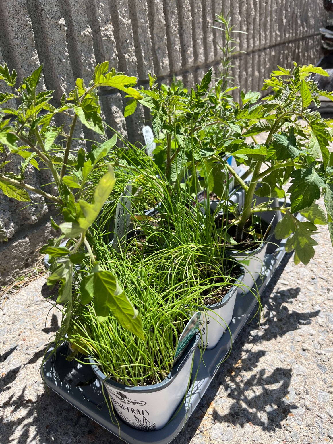 garden club! 2 close up of plants tomato, hot pepper, herb plants as part of rfrk garden