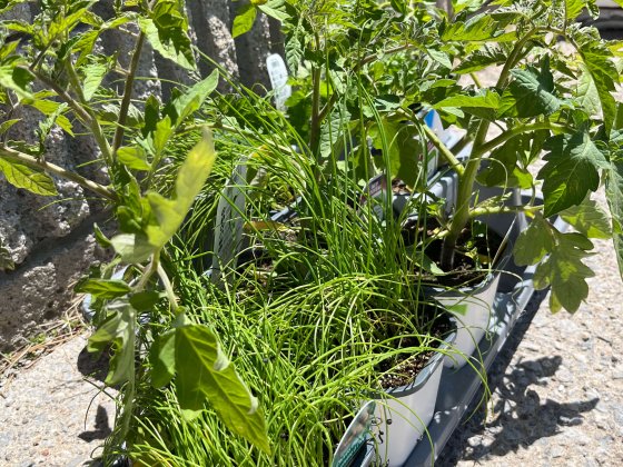 close up of plants tomato, hot pepper, herb plants as part of rfrk garden
