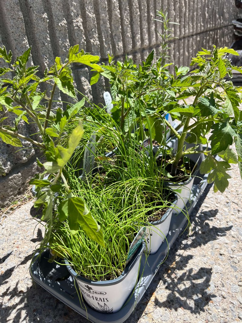 close up of plants tomato, hot pepper, herb plants as part of rfrk garden